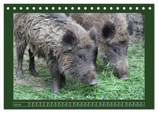 Produktbild: Schweinkram - Die Wildschweine sind los (Tischkalender 2026 DIN A5 quer), CALVENDO Monatskalender