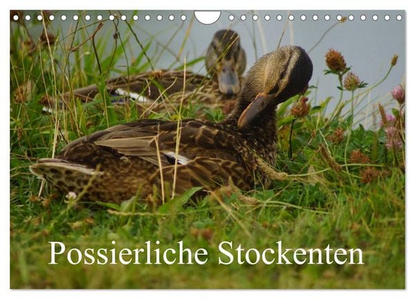 Possierliche Stockenten (Wandkalender 2026 DIN A4 quer), CALVENDO Monatskalender