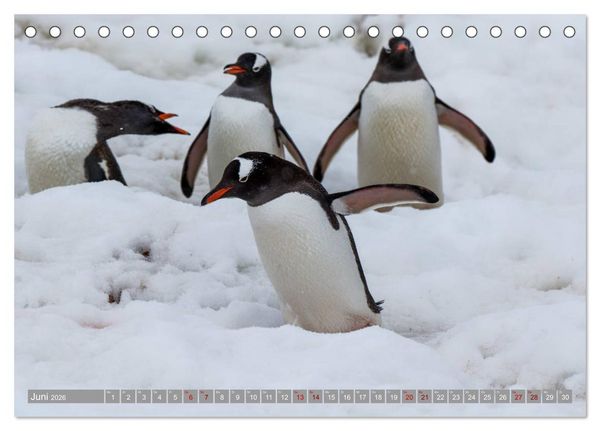 Produktbild: Einfach liebenswert diese Pinguine (Tischkalender 2026 DIN A5 quer), CALVENDO Monatskalender