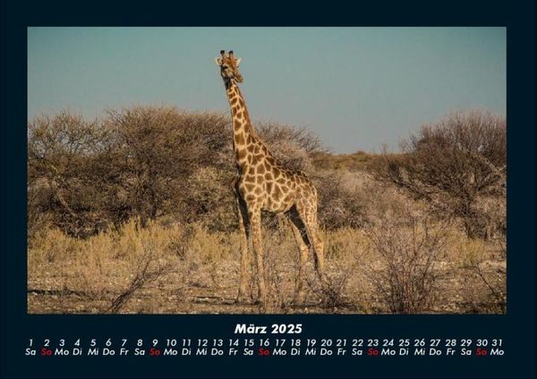 Produktbild: Giraffen 2025 Fotokalender DIN A4