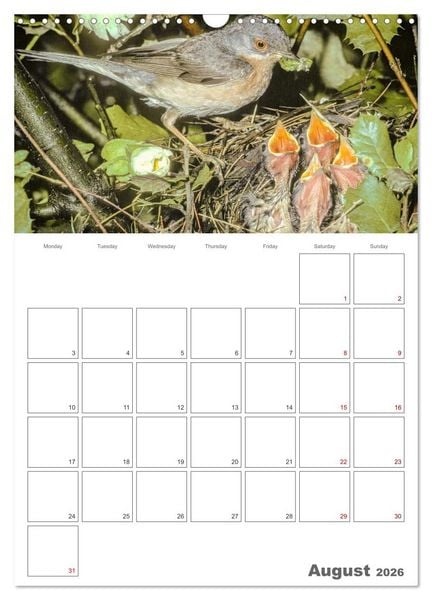 Produktbild: At the dawn of life the secret life of passerines (Wall Calendar 2026 DIN A3 portrait), CALVENDO 12 Month Wall Calendar