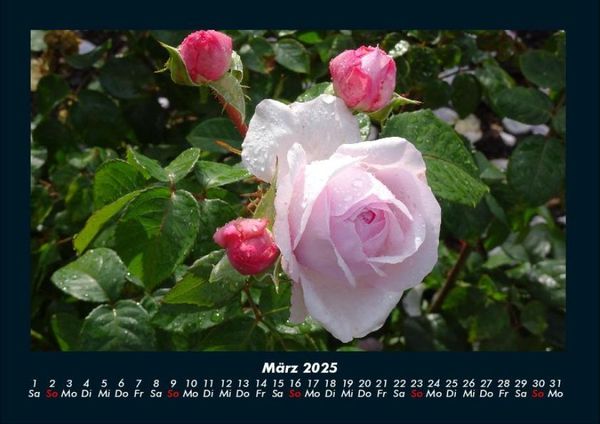 Produktbild: Rosentraum 2025 Fotokalender DIN A4