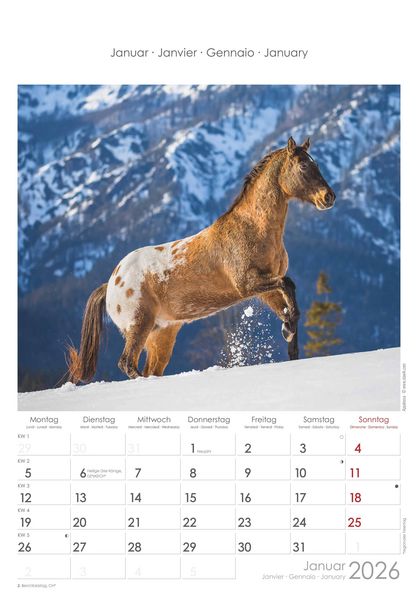 Pferde 2026 - Bildkalender 23,7x34 cm - Kalender mit Platz für Notizen - mit vielen Zusatzinformationen - Horses - Wandkalender - Alpha Edition