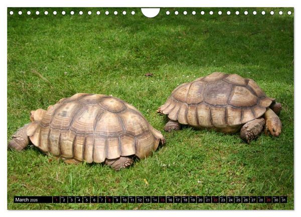 Produktbild: Turtles and Tortoises - Armored pacifists (Wall Calendar 2026 DIN A4 landscape), CALVENDO 12 Month Wall Calendar