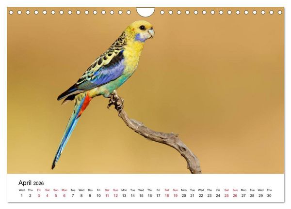 Produktbild: Australian Parrots (Wall Calendar 2026 DIN A4 landscape), CALVENDO 12 Month Wall Calendar