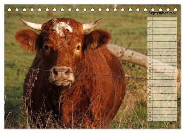 Produktbild: Gl&uuml;ckliche K&uuml;he (Tischkalender 2026 DIN A5 quer), CALVENDO Monatskalender
