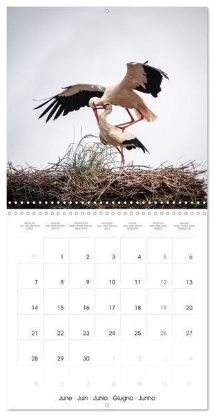 Produktbild: Whispers of Wings (Wall Calendar 2027 12 &times; 12 Inch) CALVENDO 12 Month Wall Calendar