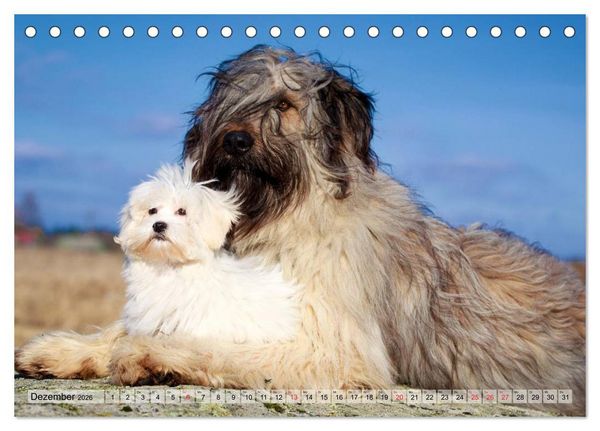 Produktbild: Beste Freunde - Bezaubernde Tierfreundschaften (Tischkalender 2026 DIN A5 quer), CALVENDO Monatskalender
