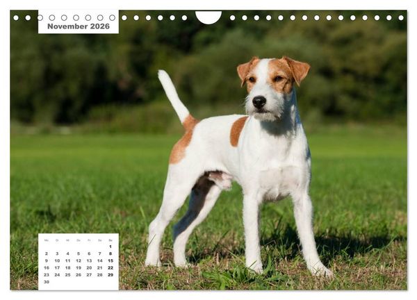 Produktbild: Rassehunde (Wandkalender 2026 DIN A4 quer), CALVENDO Monatskalender