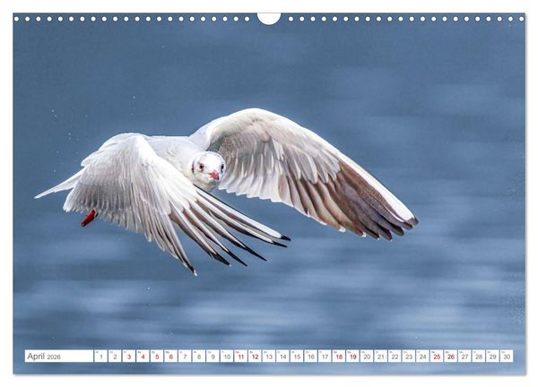 Produktbild: Aerorobaten - M&ouml;wen im Flug (Wandkalender 2026 DIN A3 quer), CALVENDO Monatskalender