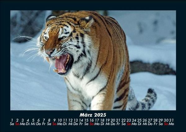 Produktbild: Tiger 2025 Fotokalender DIN A5