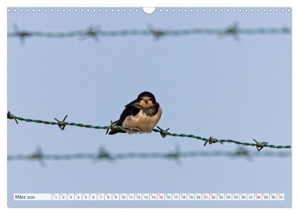 Produktbild: Rauchschwalben - Boten des Sommers (Wandkalender 2026 DIN A3 quer), CALVENDO Monatskalender
