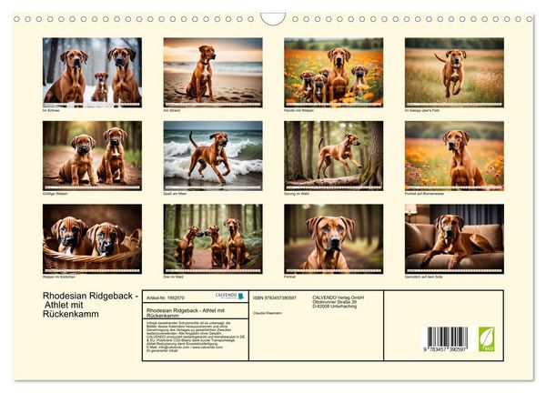Produktbild: Rhodesian Ridgeback - Athlet mit R&uuml;ckenkamm (Wandkalender 2026 DIN A3 quer), CALVENDO Monatskalender