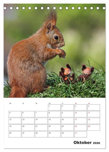 Produktbild: Eichh&ouml;rnchen Luna (Tischkalender 2026 DIN A5 hoch), CALVENDO Monatskalender
