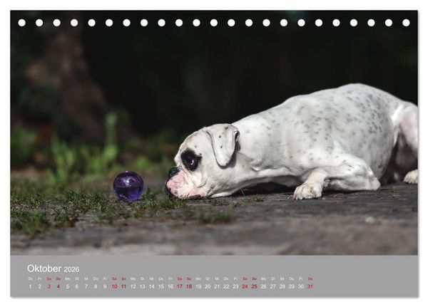 Produktbild: Fantastische Boxer - Sieger der Herzen (Tischkalender 2026 DIN A5 quer), CALVENDO Monatskalender