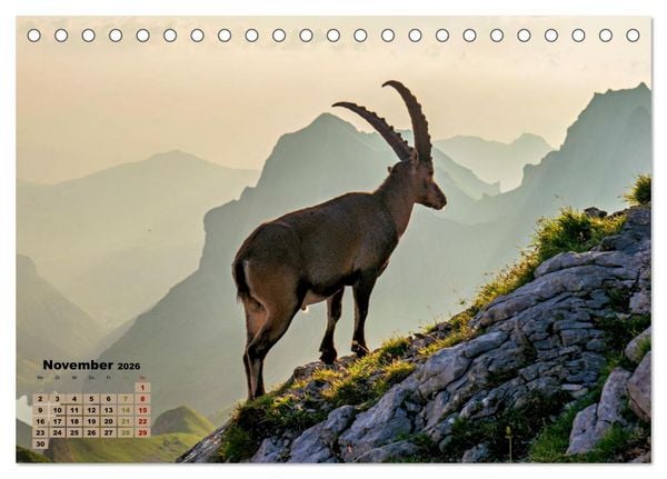 Produktbild: Big Five der Alpen G&auml;mse, Steinbock, Murmeltier, Steinadler, Bartgeier (Tischkalender 2026 DIN A5 quer), CALVENDO Monatskalender
