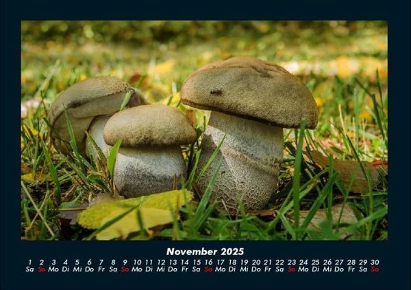 Produktbild: Pilzkalender 2025 Fotokalender DIN A4