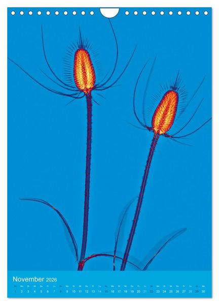 Produktbild: Durchleuchtete Blumenwelt 2026 (Wandkalender 2026 DIN A4 hoch), CALVENDO Monatskalender