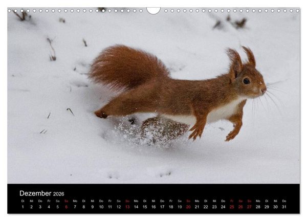 Produktbild: Mit dem Eichh&ouml;rnchen durchs Jahr (Wandkalender 2026 DIN A3 quer), CALVENDO Monatskalender