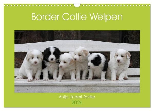Produktbild: Border Collie Welpen (Wandkalender 2026 DIN A3 quer), CALVENDO Monatskalender