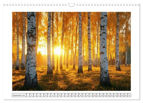 Produktbild: Birkenzauber (Wandkalender 2026 DIN A3 quer), CALVENDO Monatskalender