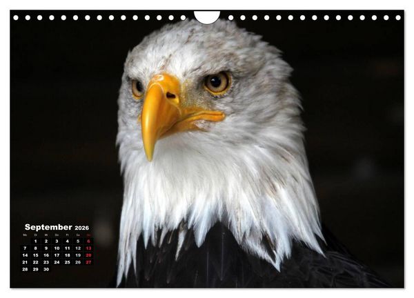 Produktbild: Greifv&ouml;gel, Eulen und K&auml;uze (Wandkalender 2026 DIN A4 quer), CALVENDO Monatskalender