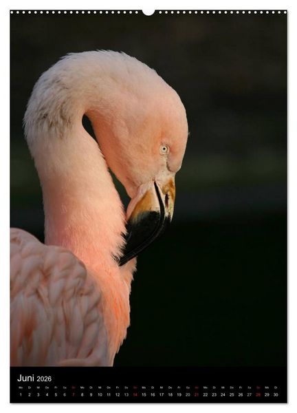 Produktbild: Flamingos - Eleganz in Rot und Rosa (Wandkalender 2026 DIN A2 hoch), CALVENDO Monatskalender