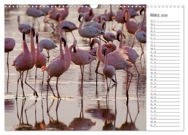 Produktbild: Flamingo Impressionen 2026 (Wandkalender 2026 DIN A3 quer), CALVENDO Monatskalender