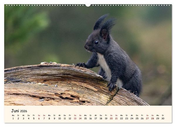 Produktbild: Oachkatzl (Wandkalender 2026 DIN A2 quer), CALVENDO Monatskalender