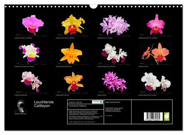 Produktbild: Leuchtende Cattleyen (Wandkalender 2026 DIN A3 quer), CALVENDO Monatskalender
