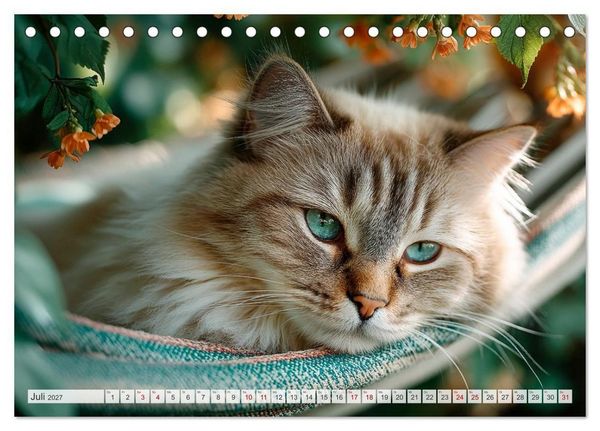 Produktbild: Katzen - Jeder Moment ein Abenteuer (Tischkalender 2027 DIN A5 quer), CALVENDO Monatskalender