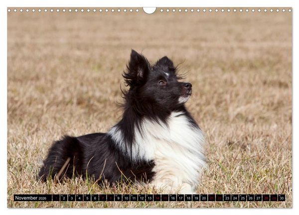 Produktbild: Shetland Sheepdogs - Kleine Charmeure (Wandkalender 2026 DIN A3 quer), CALVENDO Monatskalender