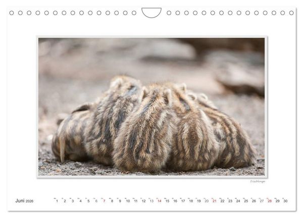 Produktbild: Emotionale Momente: Das Wildschwein. / CH-Version (Wandkalender 2026 DIN A4 quer), CALVENDO Monatskalender