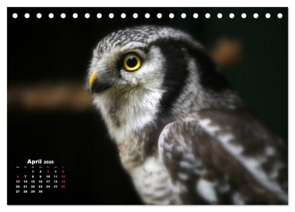 Produktbild: Greifv&ouml;gel, Eulen und K&auml;uze (Tischkalender 2026 DIN A5 quer), CALVENDO Monatskalender