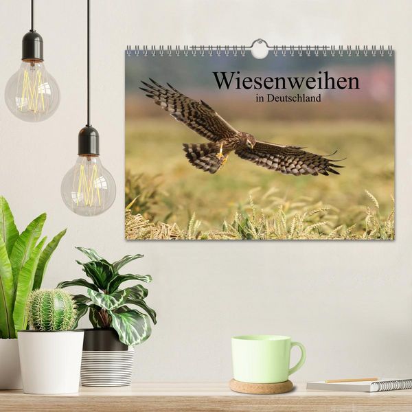 Produktbild: Wiesenweihen in Deutschland (Wandkalender 2026 DIN A4 quer), CALVENDO Monatskalender