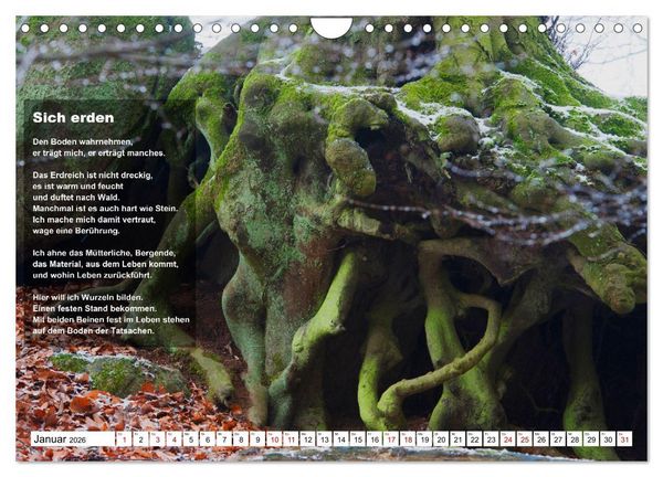 Produktbild: Stehen wie ein Baum (Wandkalender 2026 DIN A4 quer), CALVENDO Monatskalender