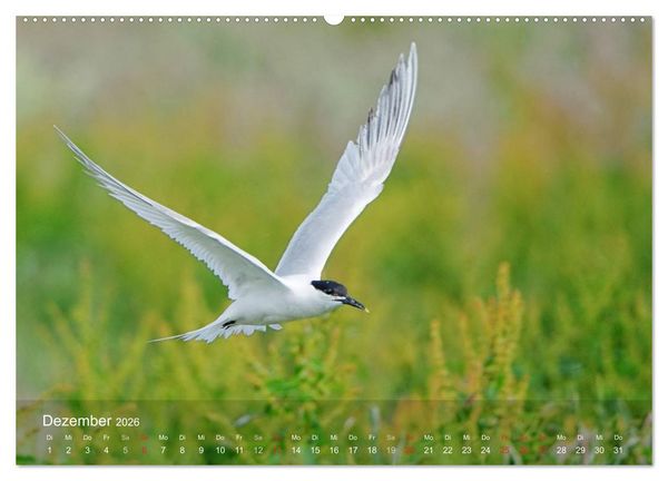 Produktbild: Nordatlantische Seev&ouml;gel (Wandkalender 2026 DIN A2 quer), CALVENDO Monatskalender