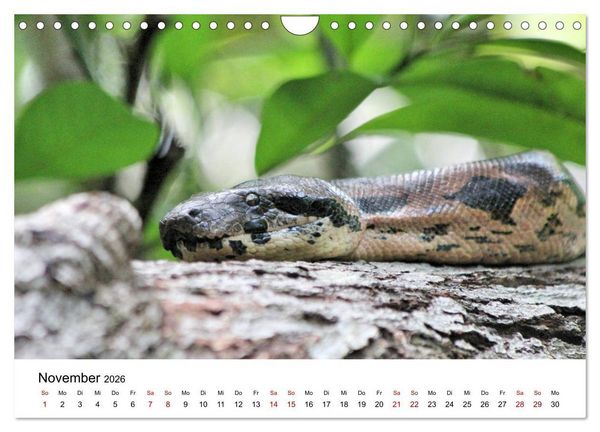 Produktbild: Tiere Madagaskars (Wandkalender 2026 DIN A4 quer), CALVENDO Monatskalender