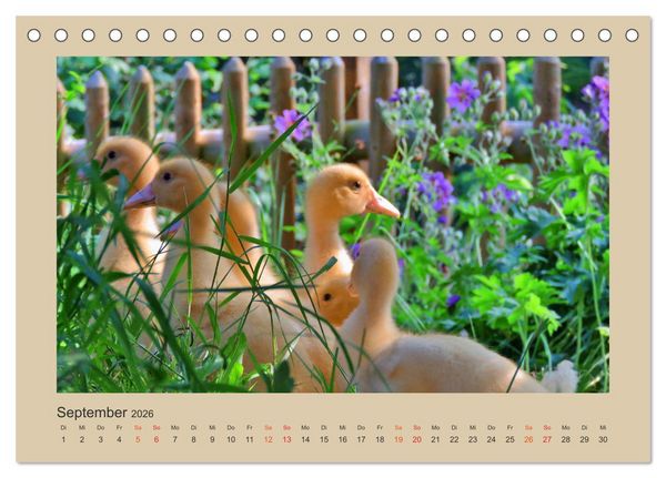 Produktbild: Wer schnattert und gackert denn da? - K&uuml;ken-Edition (Tischkalender 2026 DIN A5 quer), CALVENDO Monatskalender