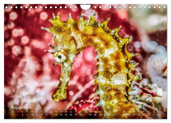 Produktbild: Hippocampus oder einfach nur Seepferdchen (Wandkalender 2026 DIN A4 quer), CALVENDO Monatskalender