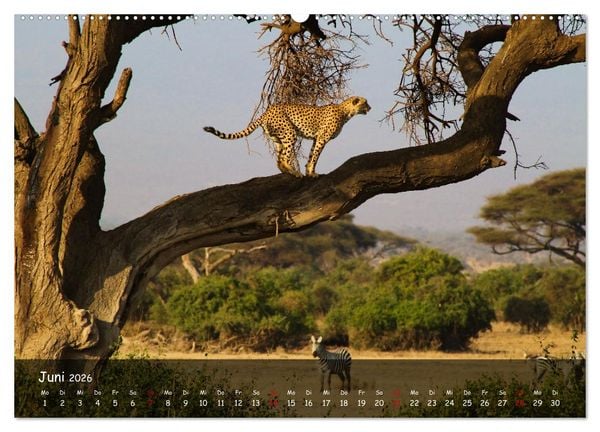 Produktbild: Wildes Ostafrika - Tansania und Kenia hautnah (hochwertiger Premium Wandkalender 2026 DIN A2 quer), Kunstdruck in Hochglanz