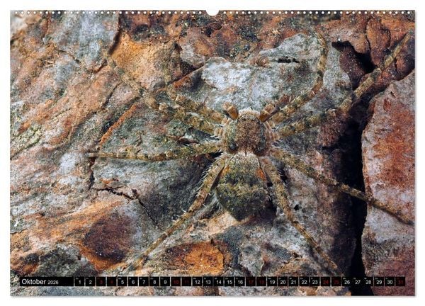 Produktbild: J&auml;ger auf acht Beinen (hochwertiger Premium Wandkalender 2026 DIN A2 quer), Kunstdruck in Hochglanz