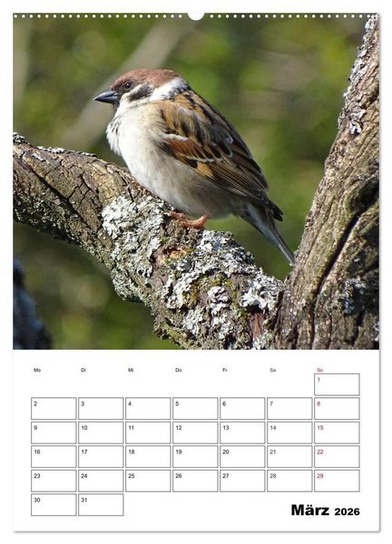 Produktbild: Amsel, Drossel, Fink und Star - beobachtet (Wandkalender 2026 DIN A2 hoch), CALVENDO Monatskalender