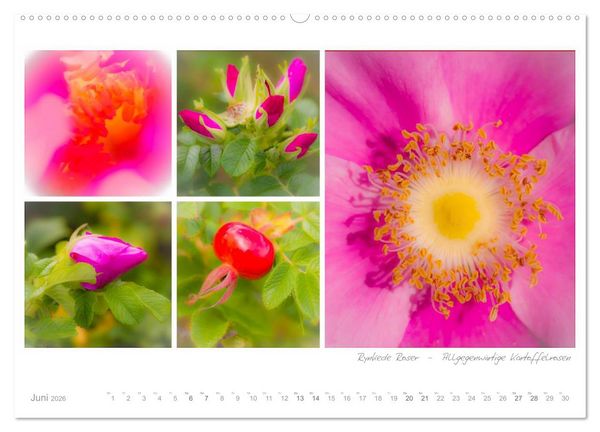 Produktbild: Sehnsucht D&auml;nemark - Danmark (Wandkalender 2026 DIN A2 quer), CALVENDO Monatskalender