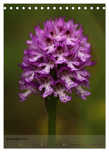 Produktbild: Juwelen der Natur - Ein Orchideensommer (Tischkalender 2026 DIN A5 hoch), CALVENDO Monatskalender