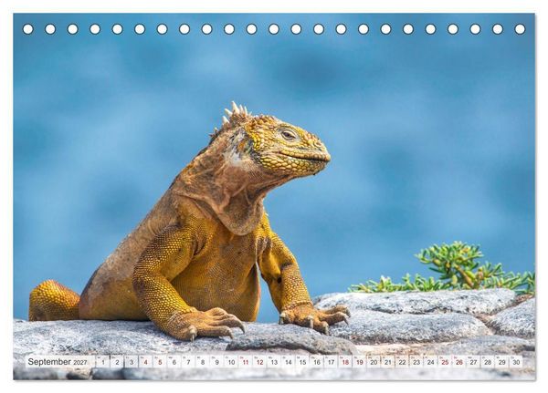 Produktbild: Drachen: Geheimnisvolles Tierreich (Tischkalender 2027 DIN A5 quer), CALVENDO Monatskalender