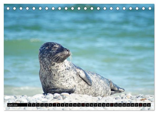 Produktbild: Robben an der Nordsee (Tischkalender 2026 DIN A5 quer), CALVENDO Monatskalender