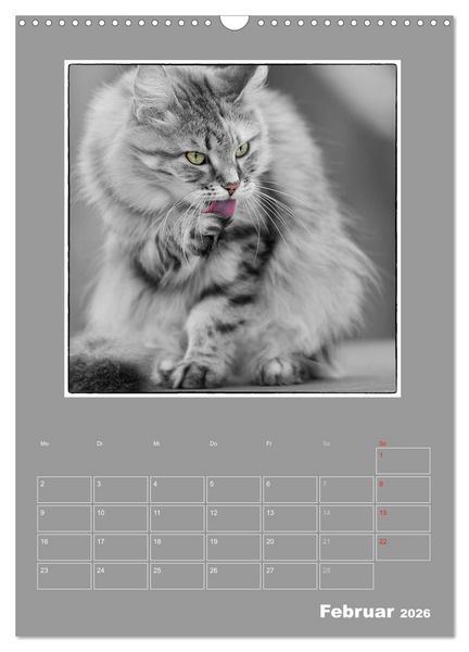 Produktbild: Katzen Blues / Planer (Wandkalender 2026 DIN A3 hoch), CALVENDO Monatskalender