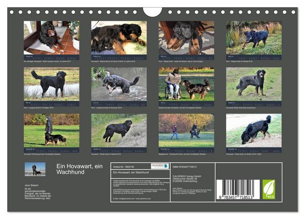 Produktbild: Ein Hovawart, ein Wachhund (Wandkalender 2026 DIN A4 quer), CALVENDO Monatskalender