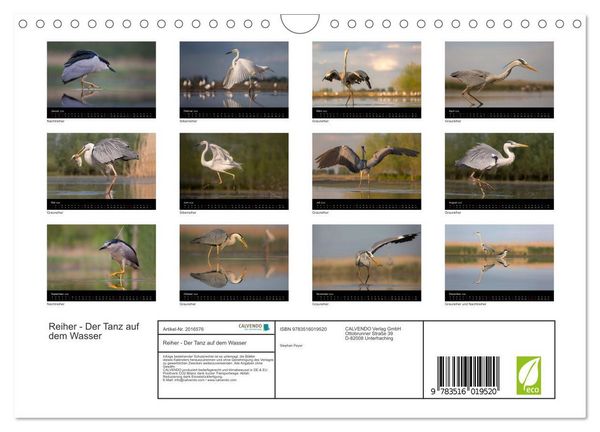 Produktbild: Reiher - Der Tanz auf dem Wasser (Wandkalender 2026 DIN A4 quer), CALVENDO Monatskalender